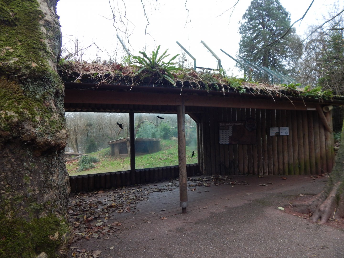 Sumatran tiger viewpoint 111224