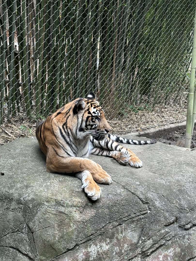 Sumatran Tiger Watching Babirusa