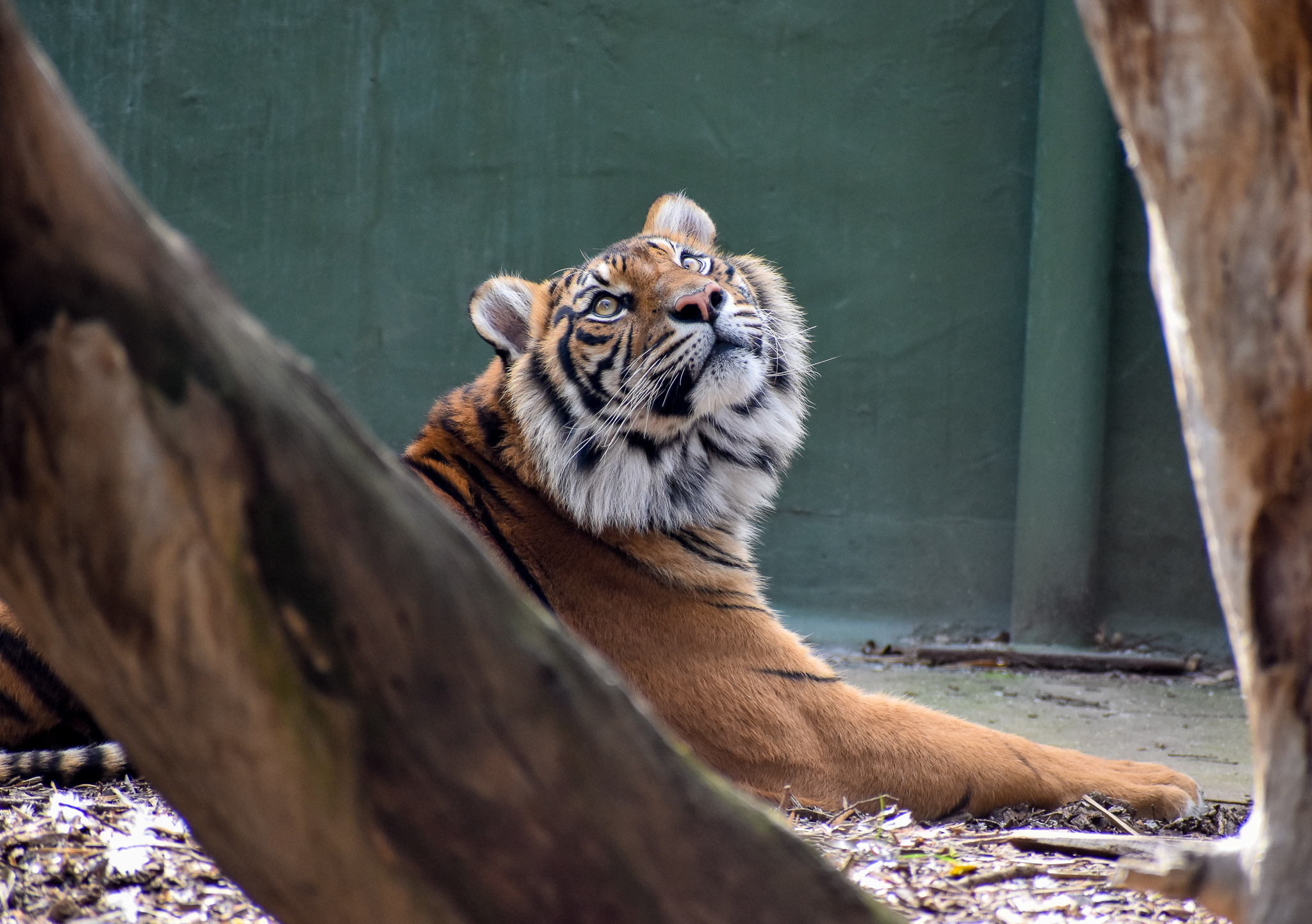 Sumatran Tiger watching wild New Holland Honeyeaters