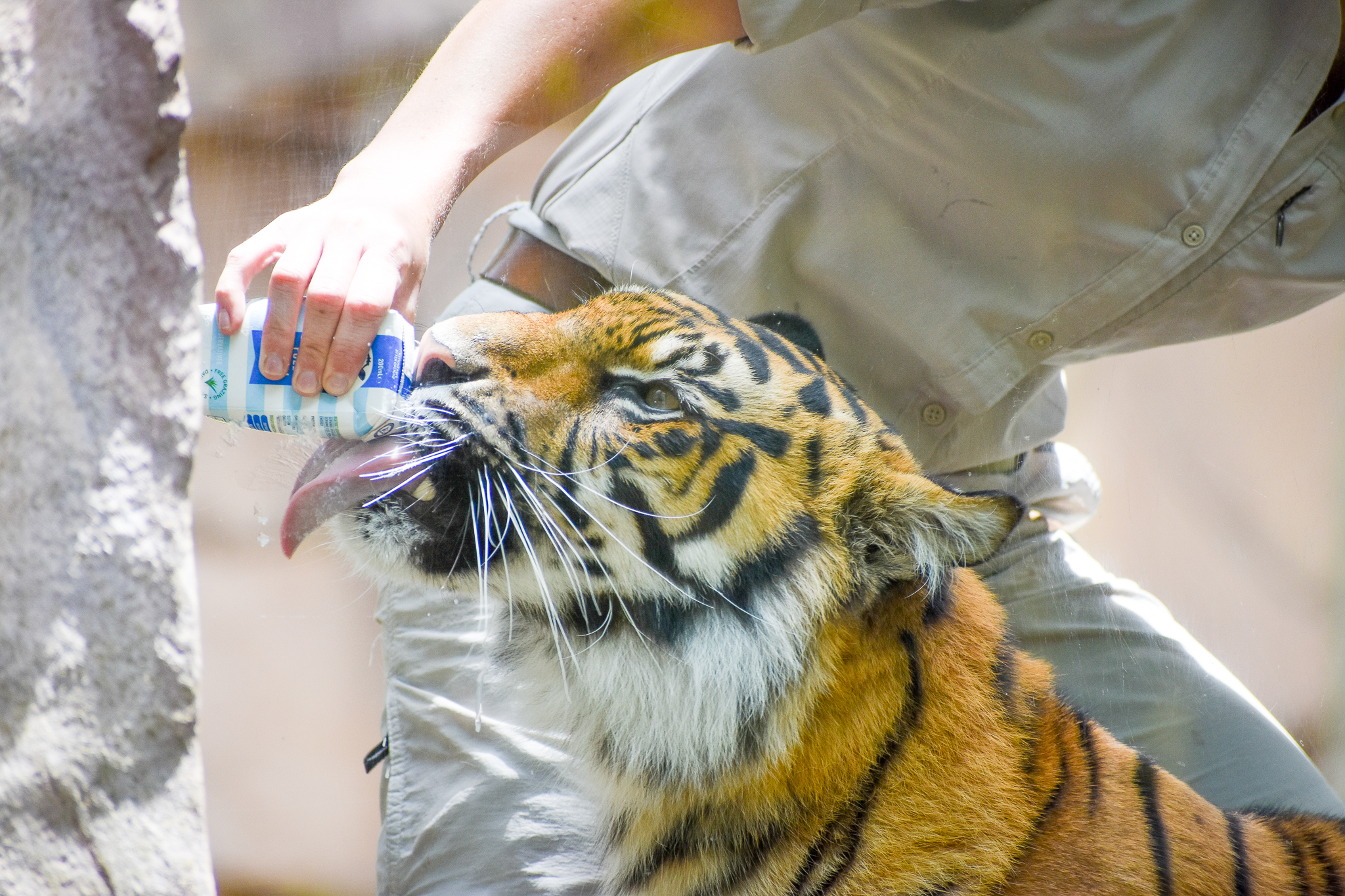 Sumatran Tiger with Milk