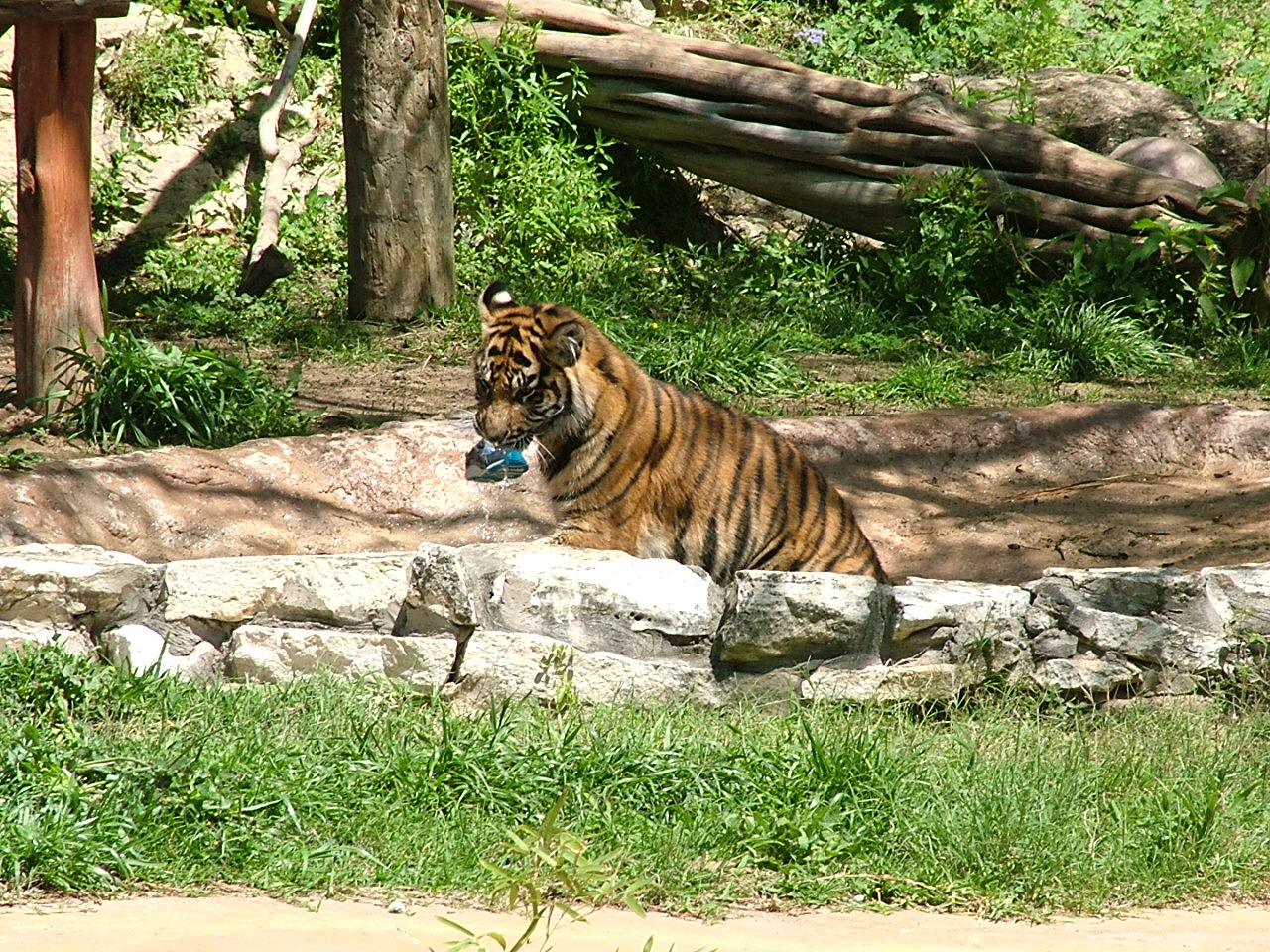 Sumatran tiger with shoe