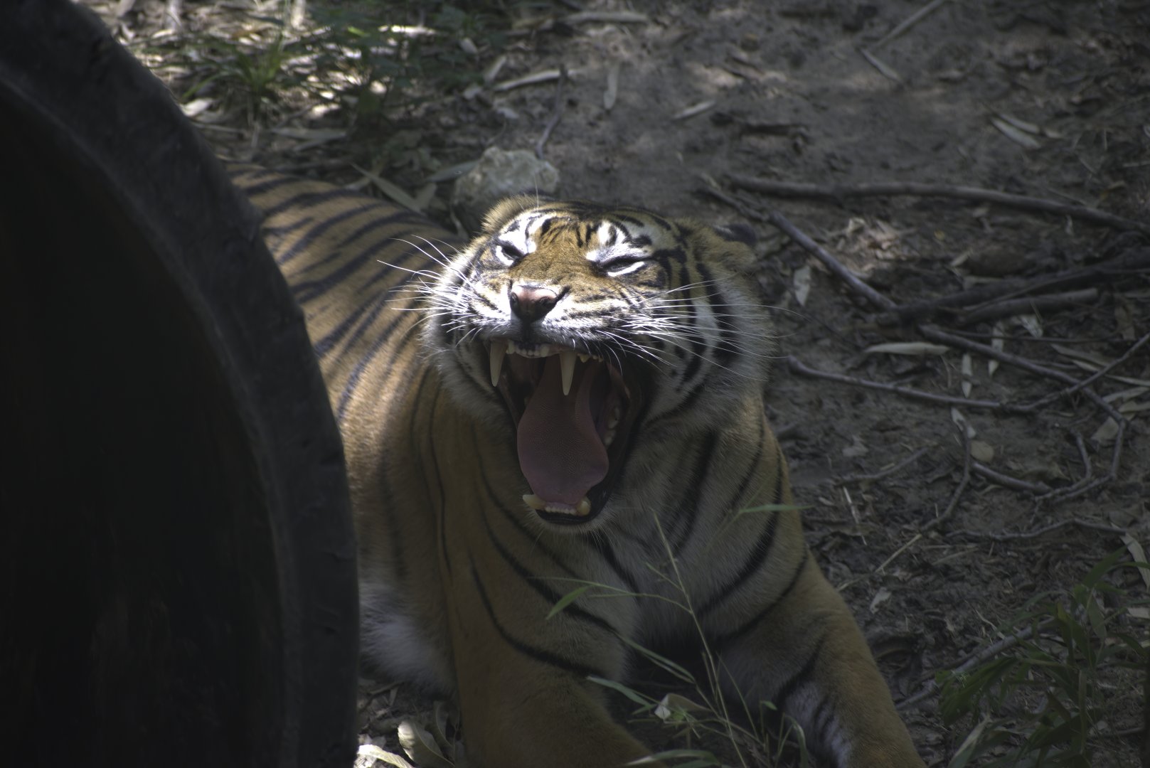 Sumatran Tiger Yawn