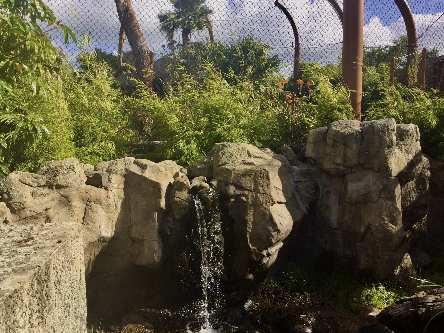 Sumatran Tiger (Zayana) Spying on Otters