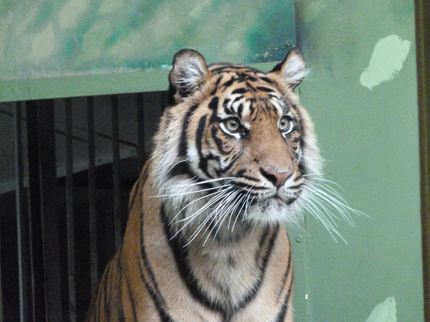 Sumatran tiger -Zoo Praha (2025)
