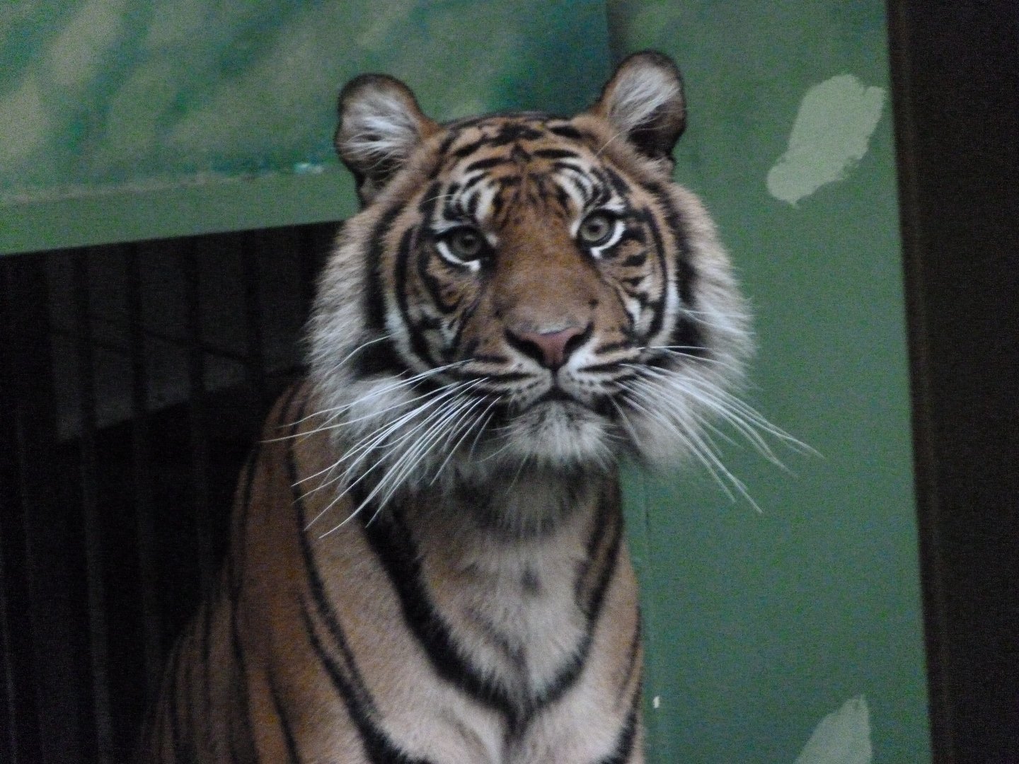 Sumatran tiger -Zoo Praha (2025)