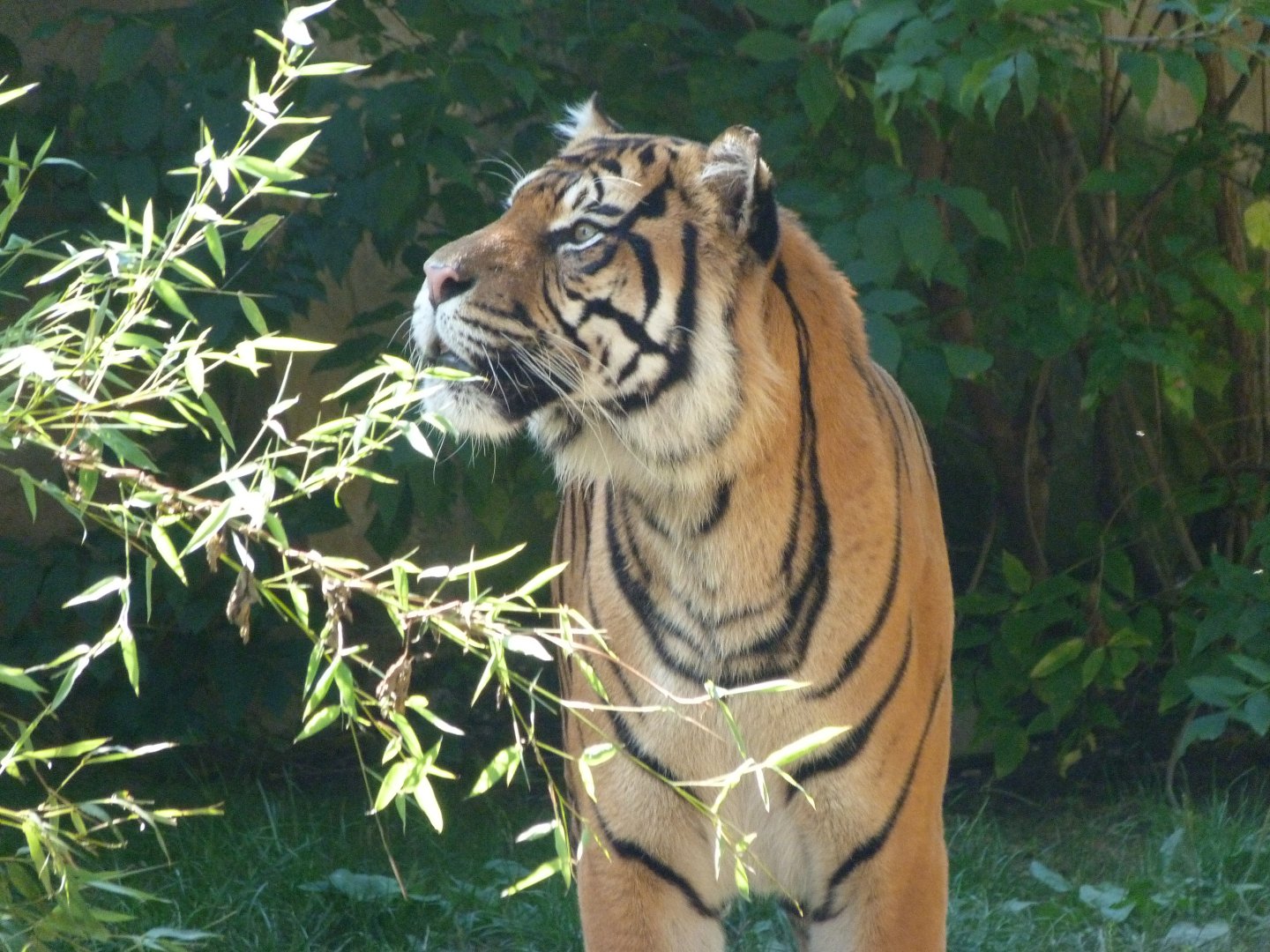 Sumatran tiger -Zoo Praha (2025)