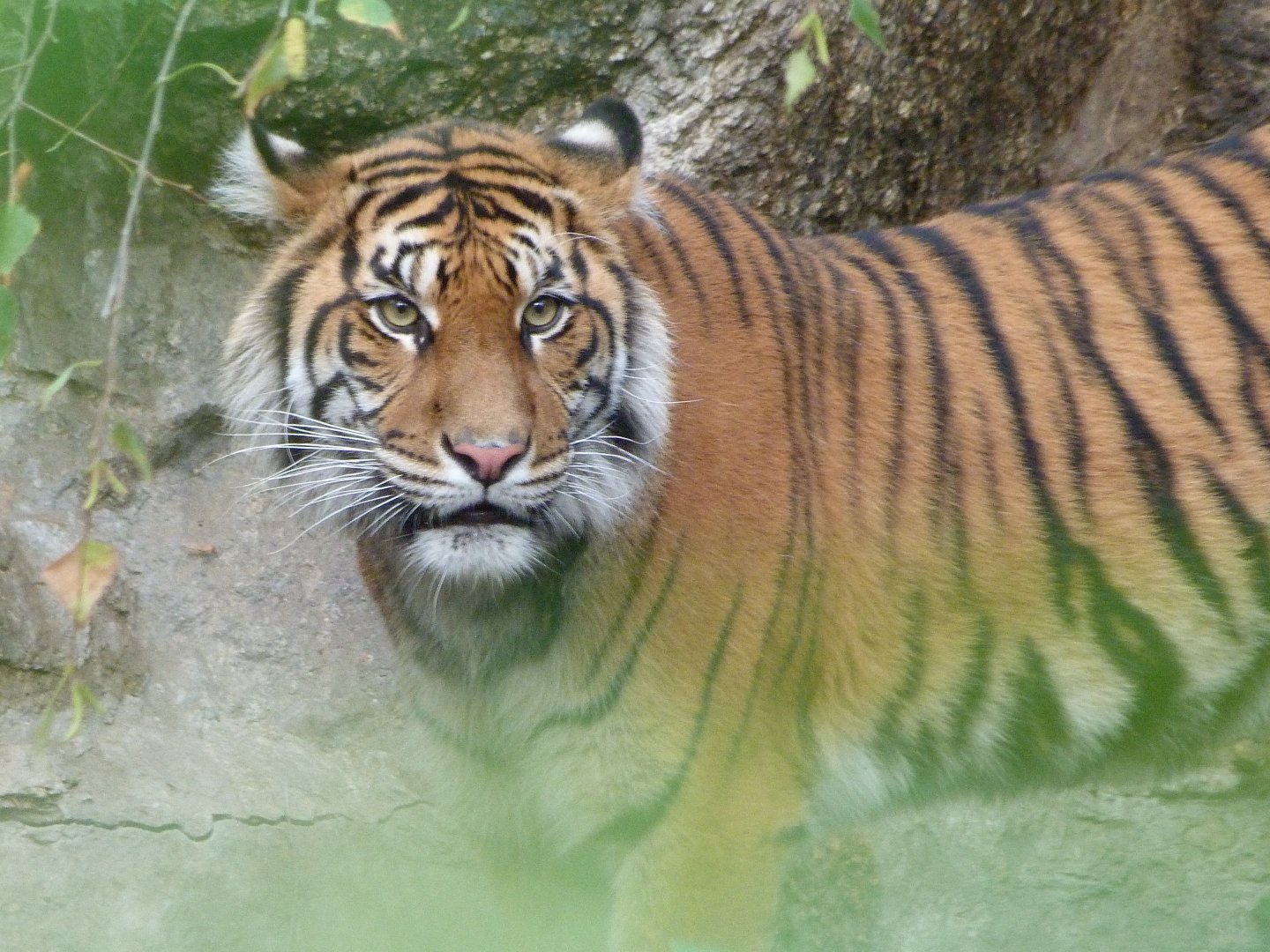 Sumatran tiger -Zoologischer Garten Berlin (2024)