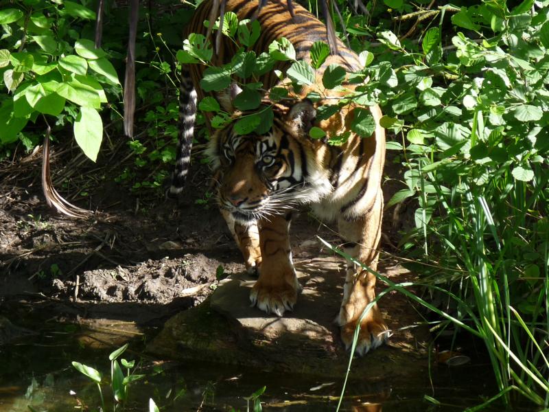 Sumatran tiger