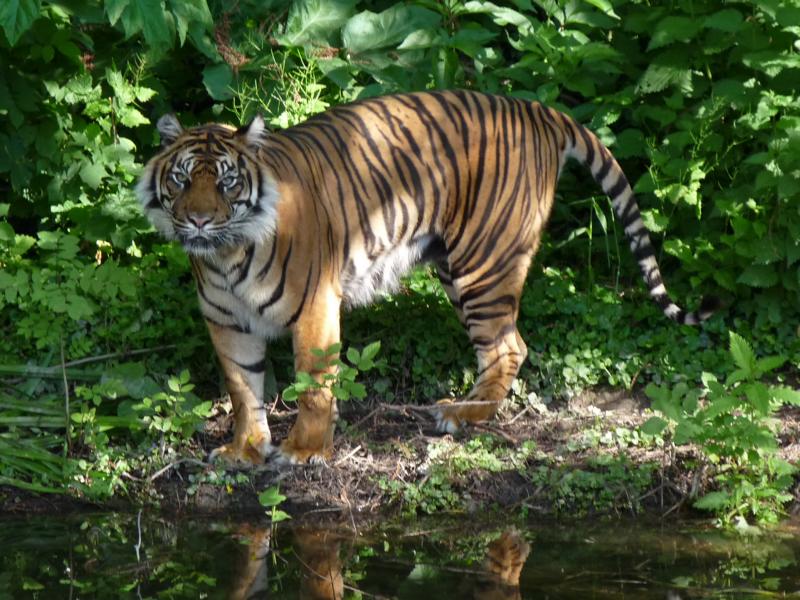 Sumatran Tiger