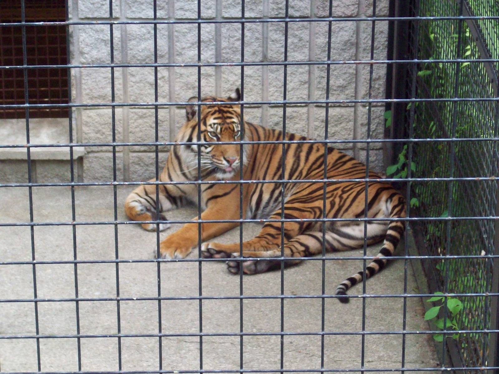 Sumatran Tiger