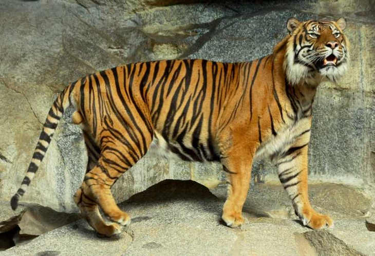 Sumatran Tiger