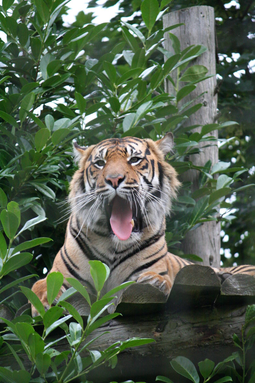 Sumatran Tiger