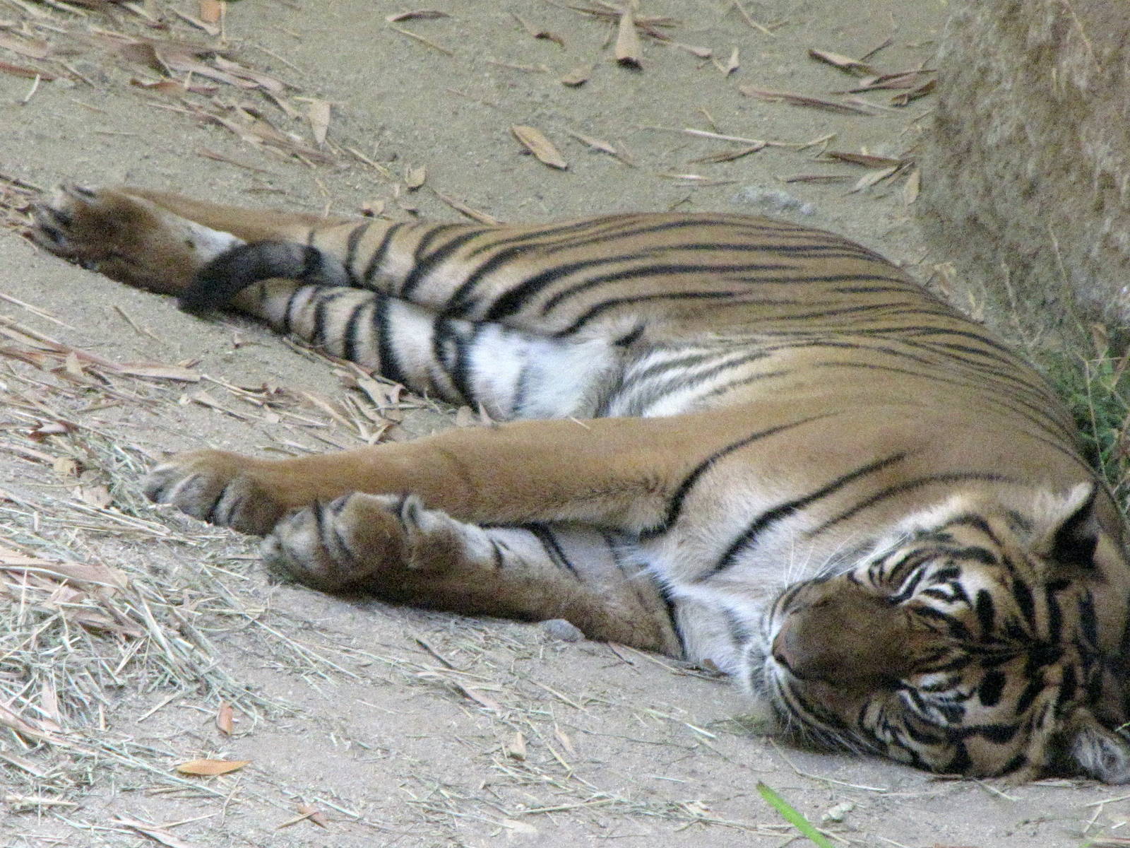 Sumatran Tiger