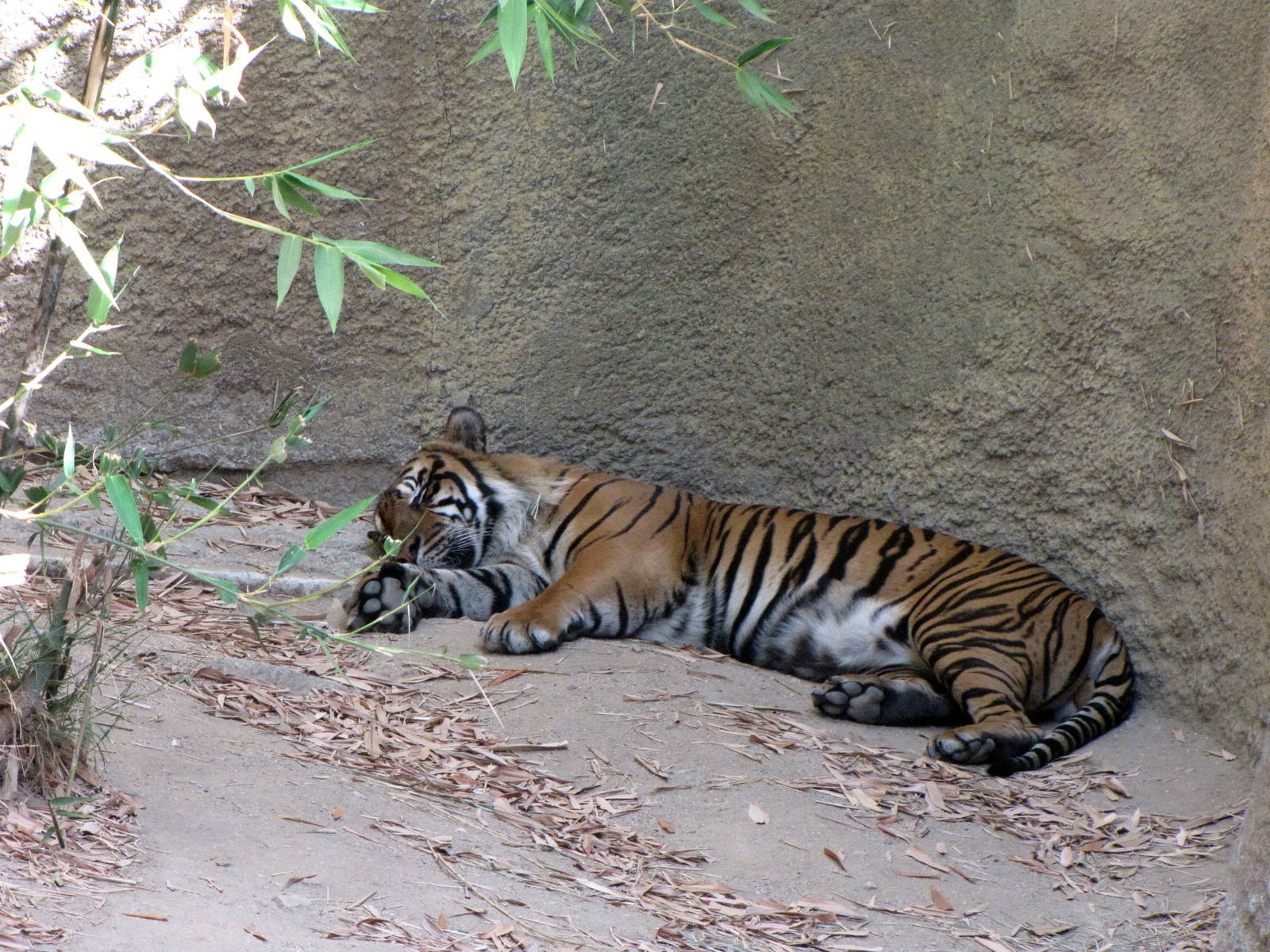 Sumatran Tiger