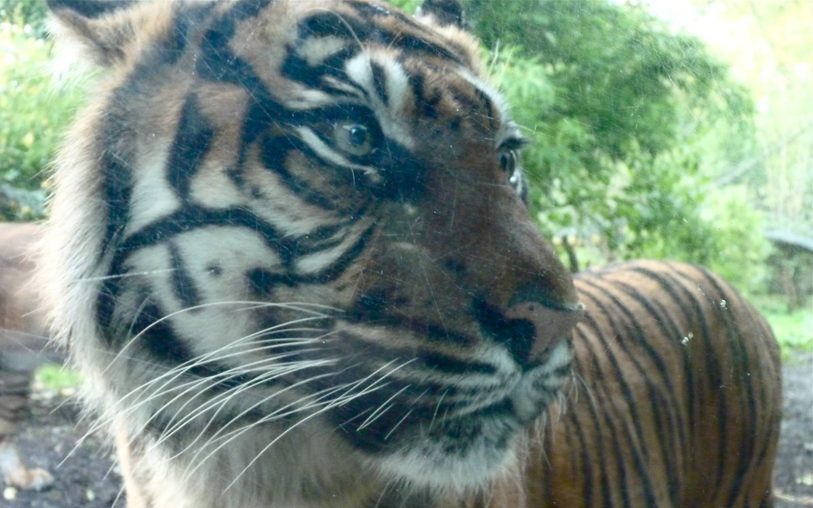 Sumatran Tiger