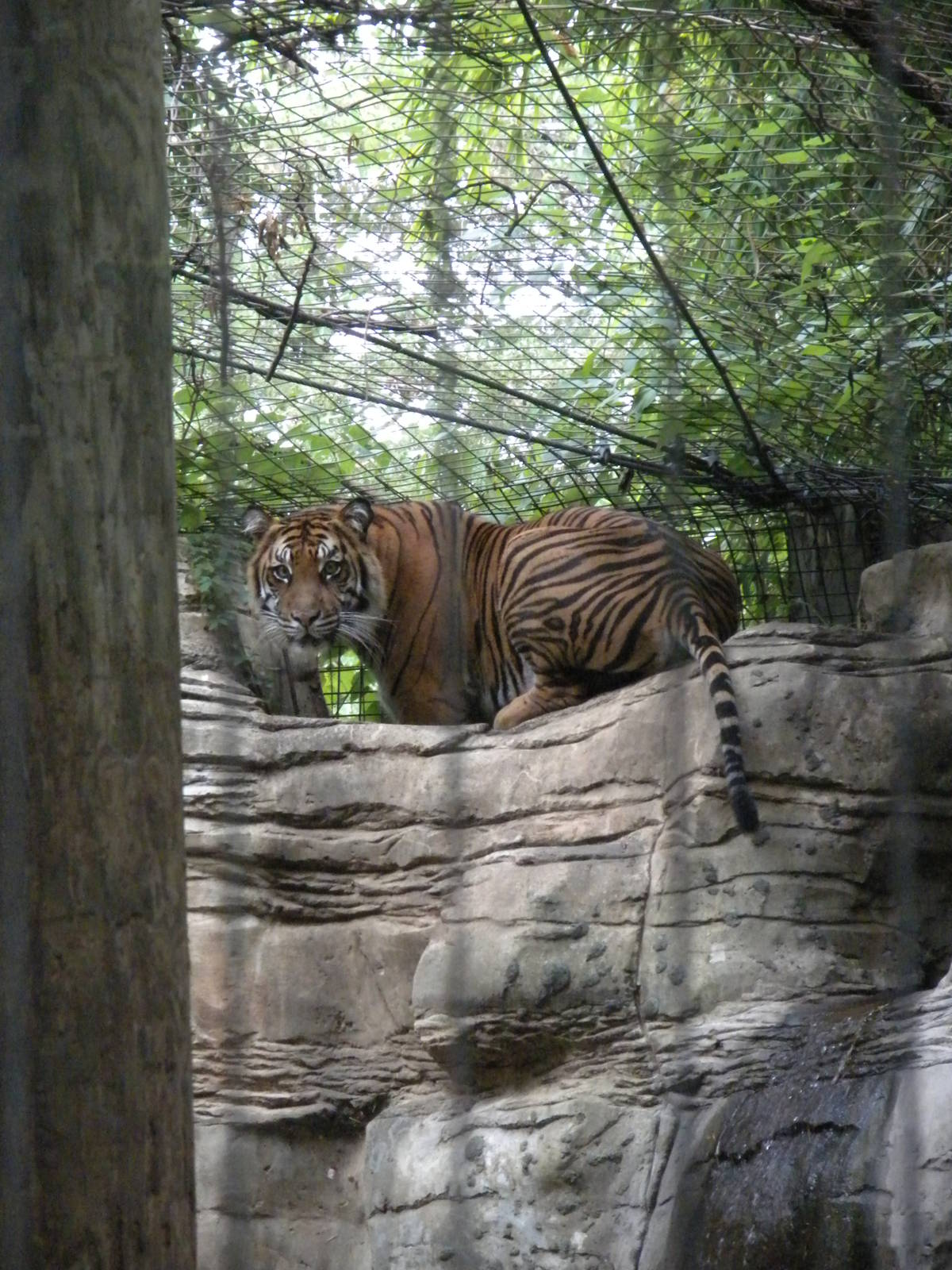Sumatran Tiger