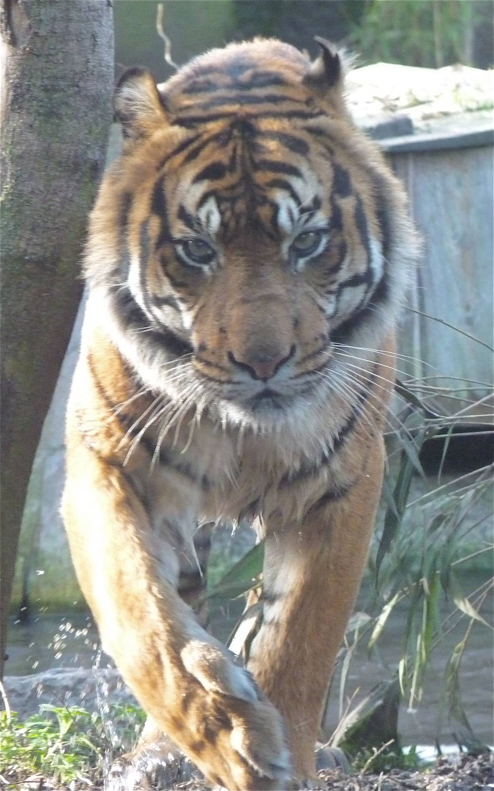 Sumatran Tiger