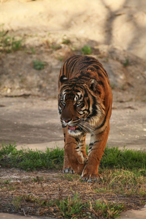 sumatran tiger
