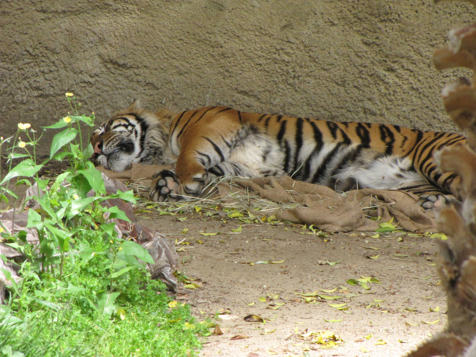Sumatran Tiger