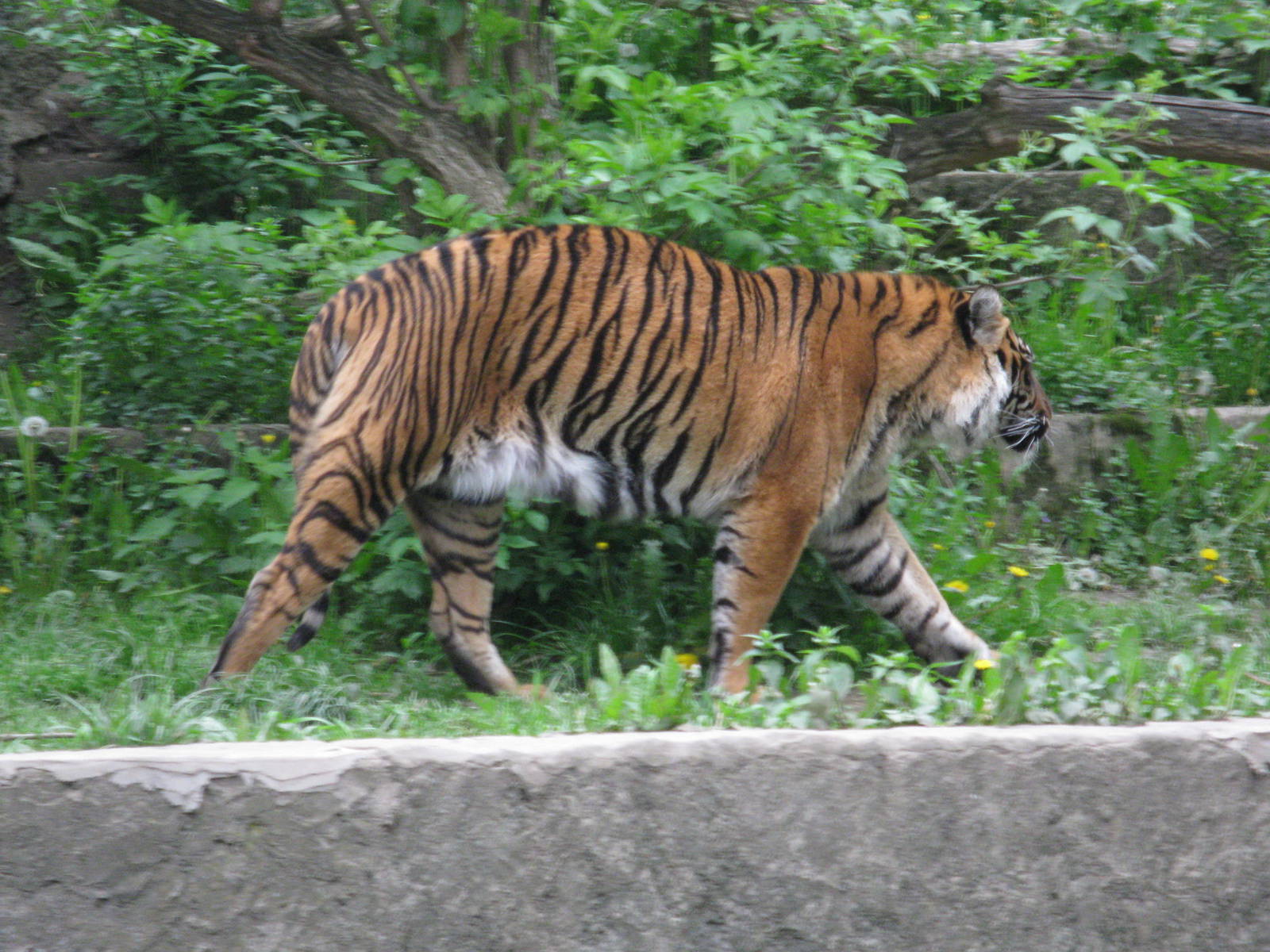 Sumatran tiger