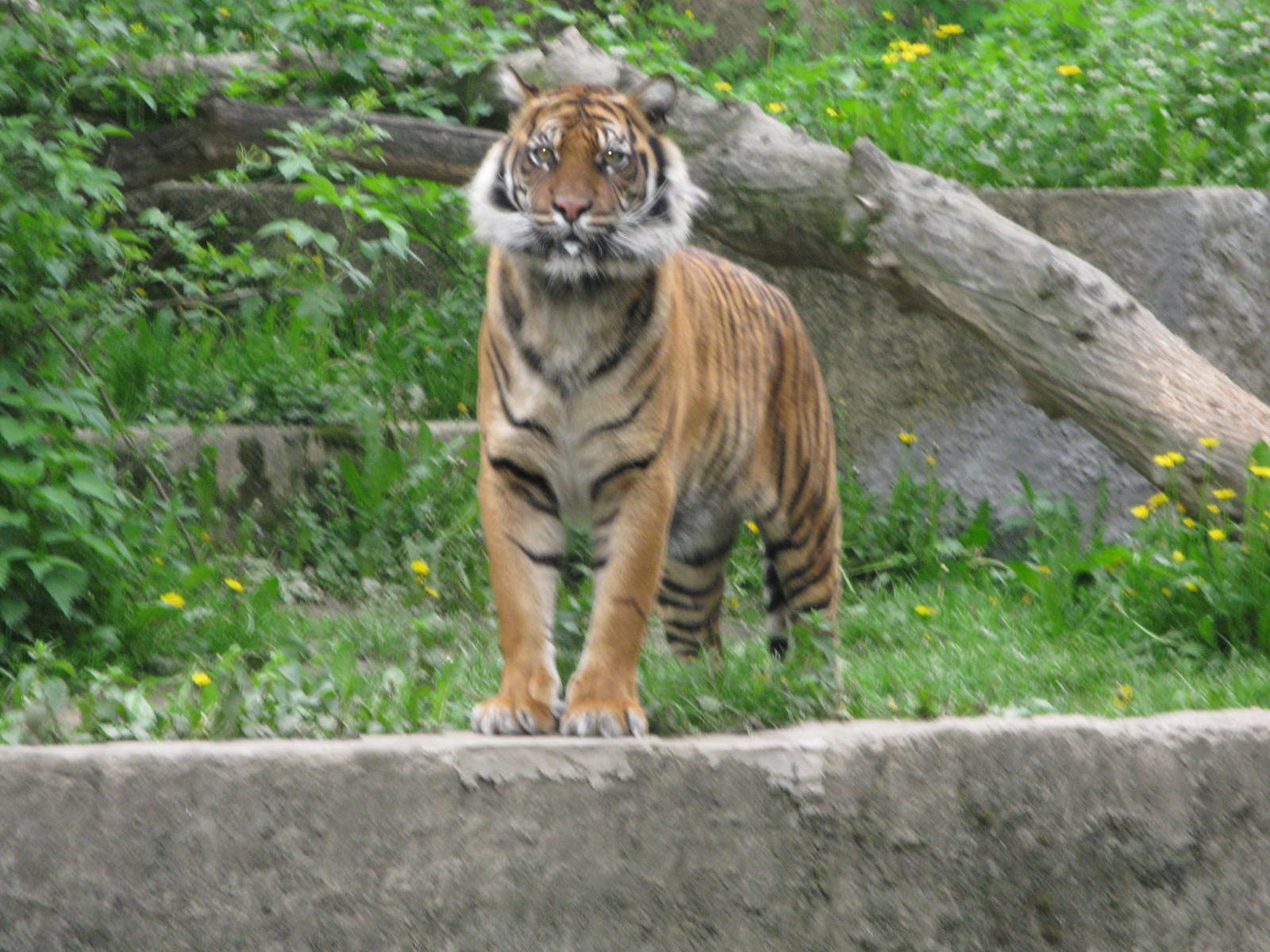 Sumatran tiger