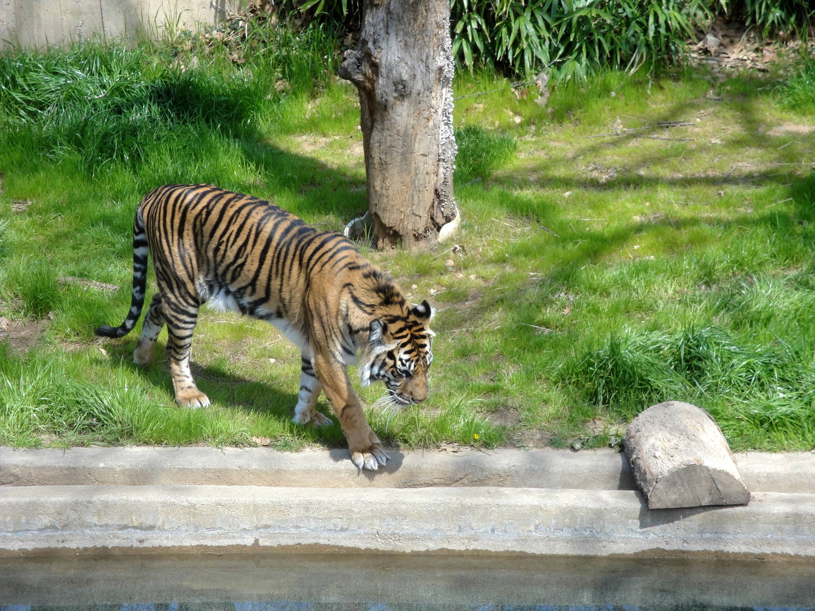 Sumatran Tiger