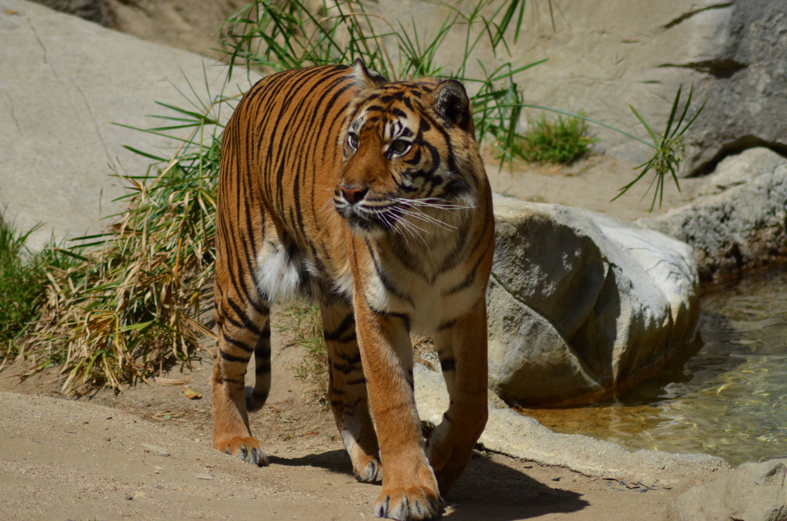 Sumatran Tiger
