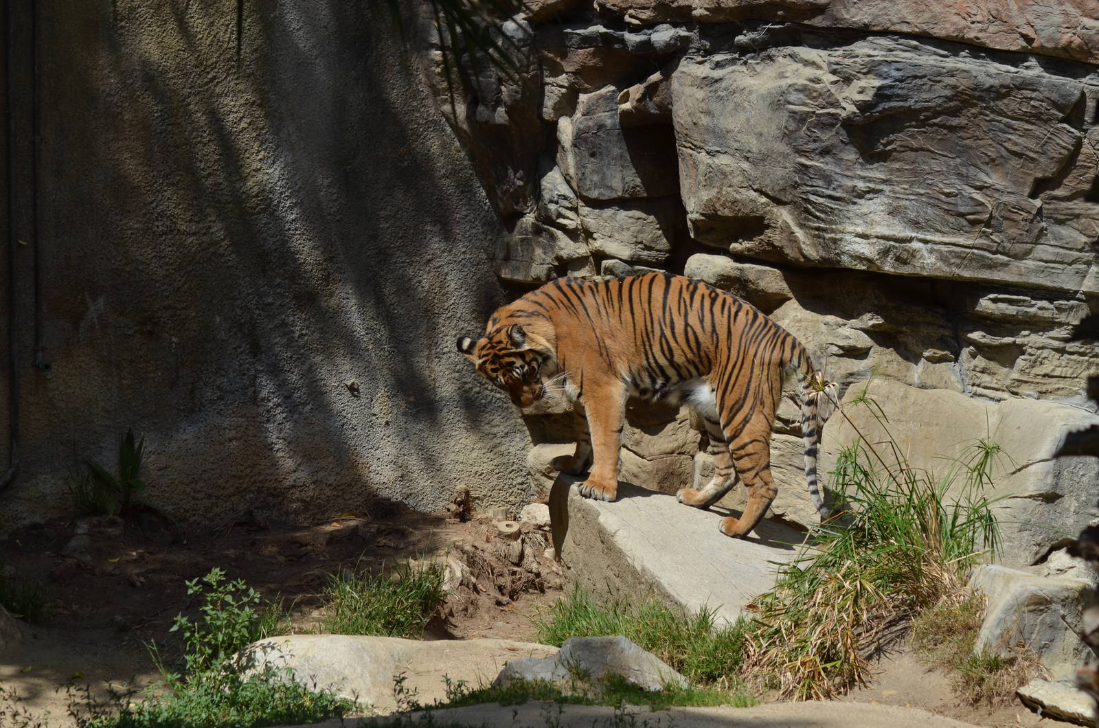 Sumatran Tiger