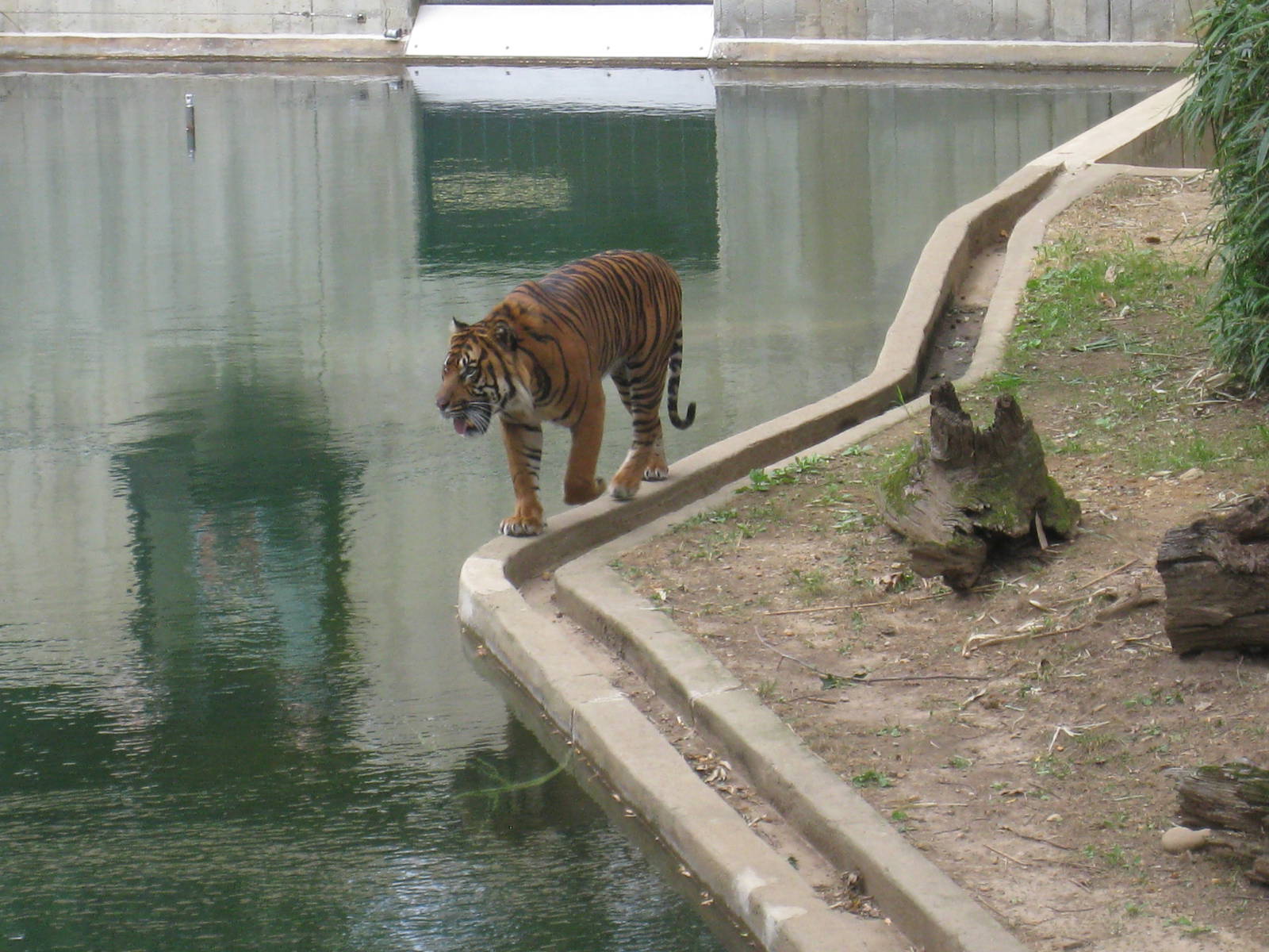 Sumatran Tiger