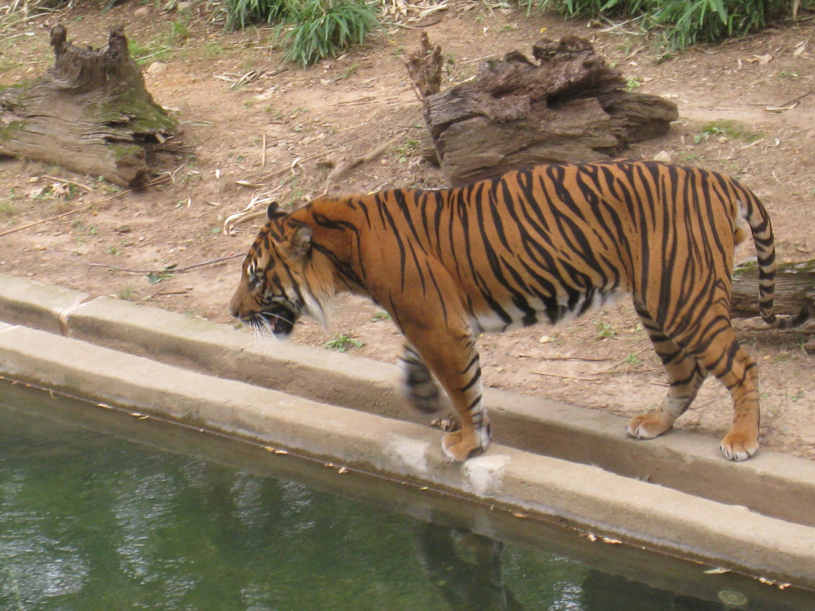 Sumatran Tiger