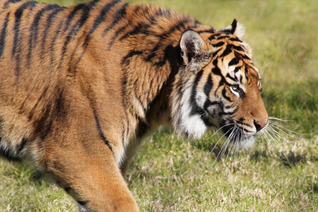 Sumatran Tiger