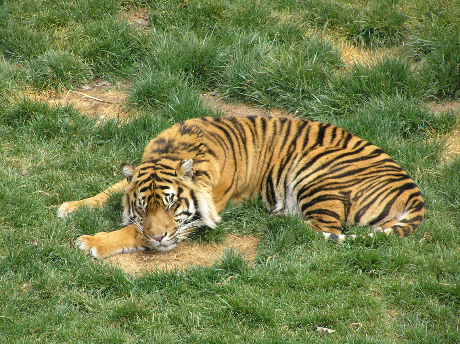 Sumatran tiger