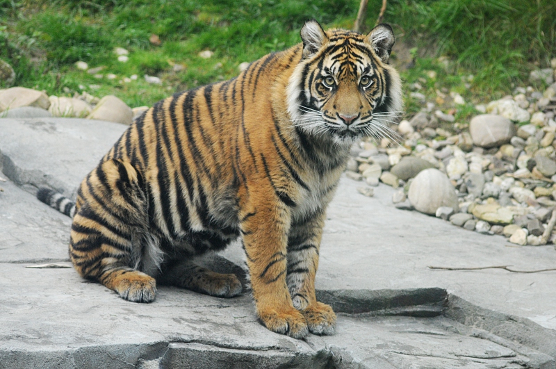 Sumatran tiger