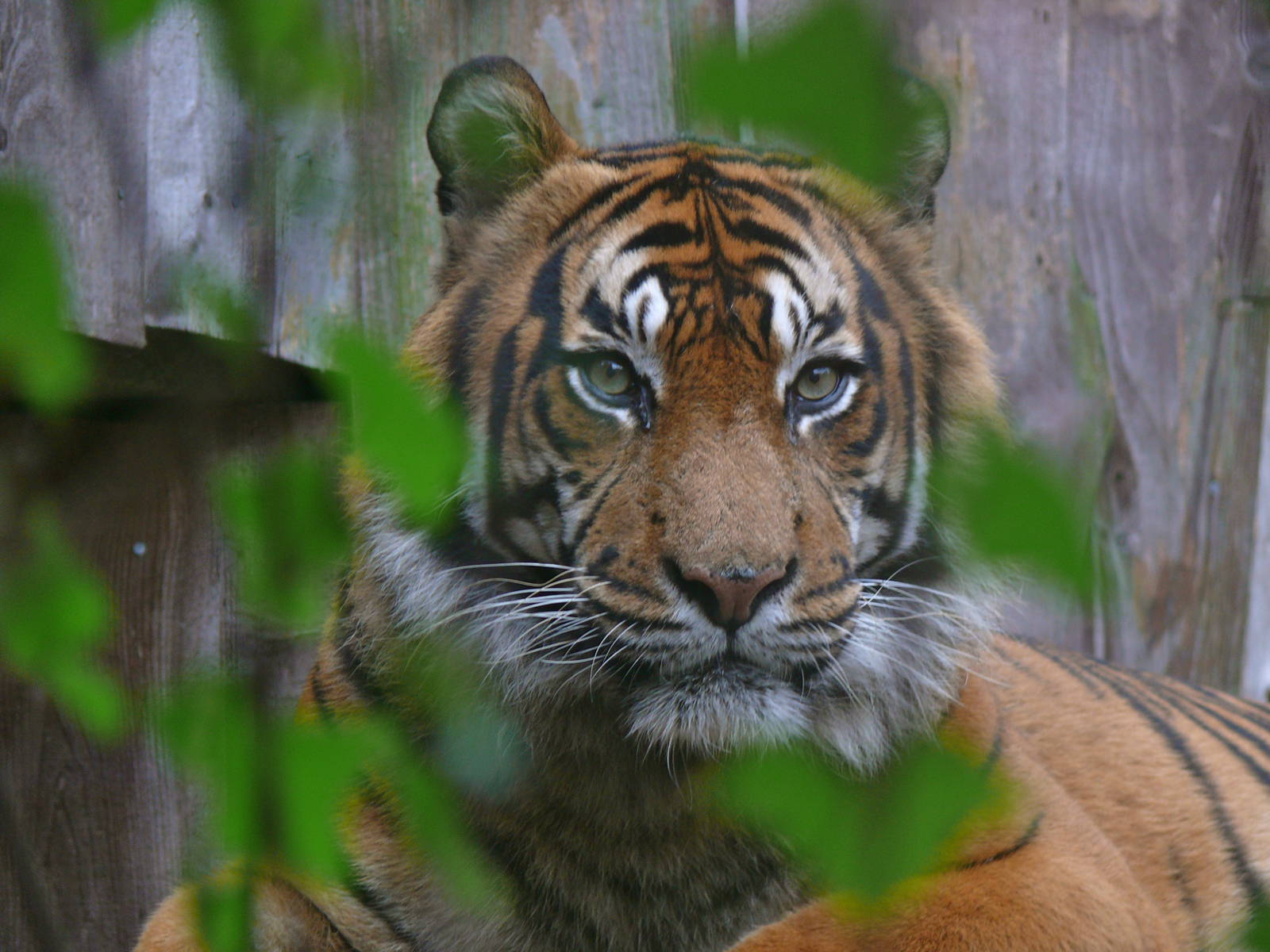 Sumatran tiger