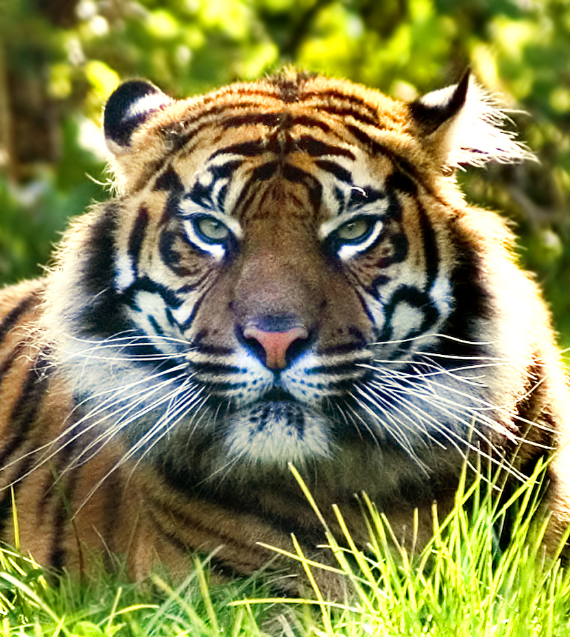 Sumatran Tiger