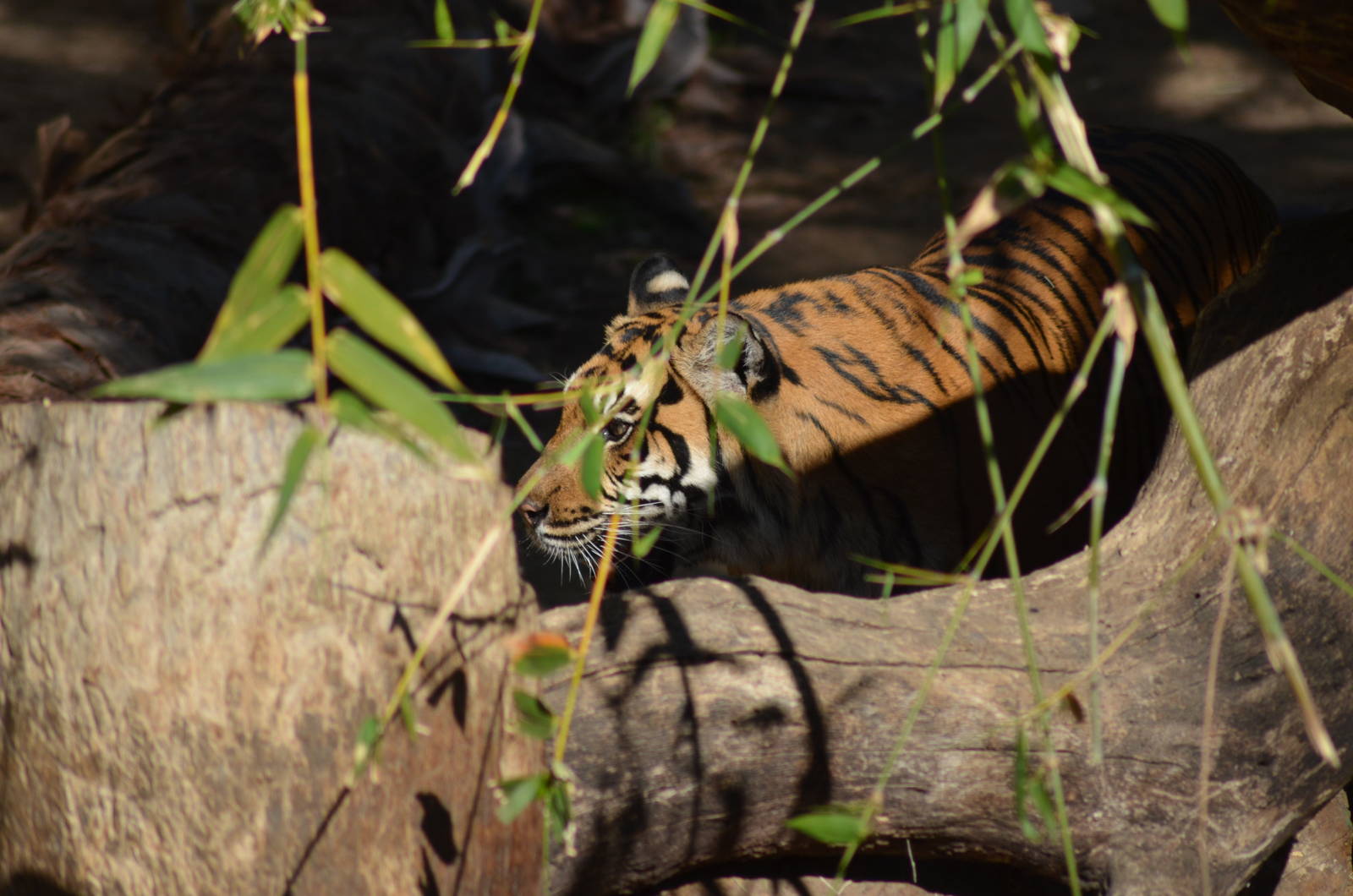 Sumatran Tiger