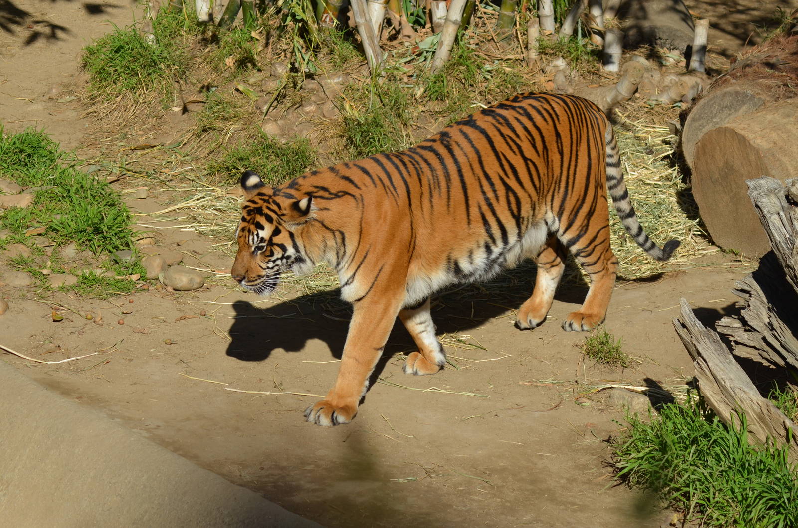 Sumatran Tiger