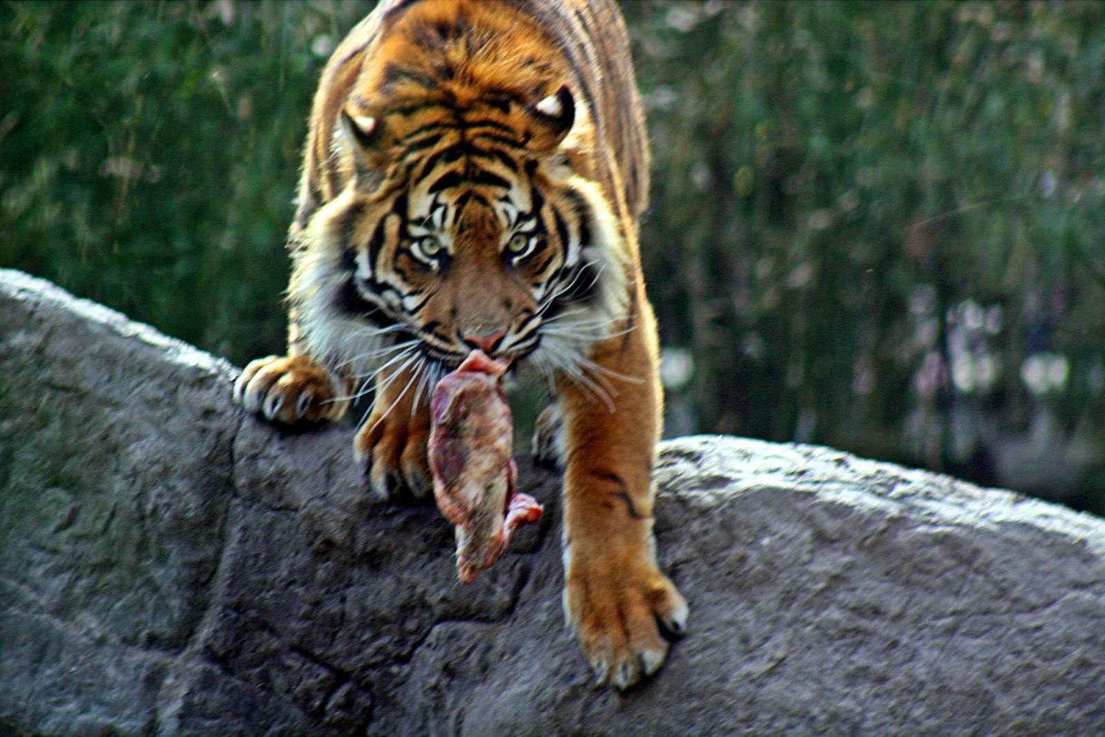 sumatran tiger