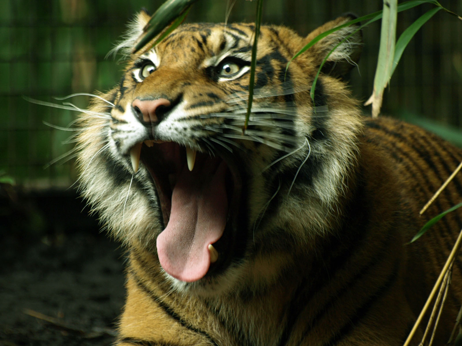 Sumatran tiger