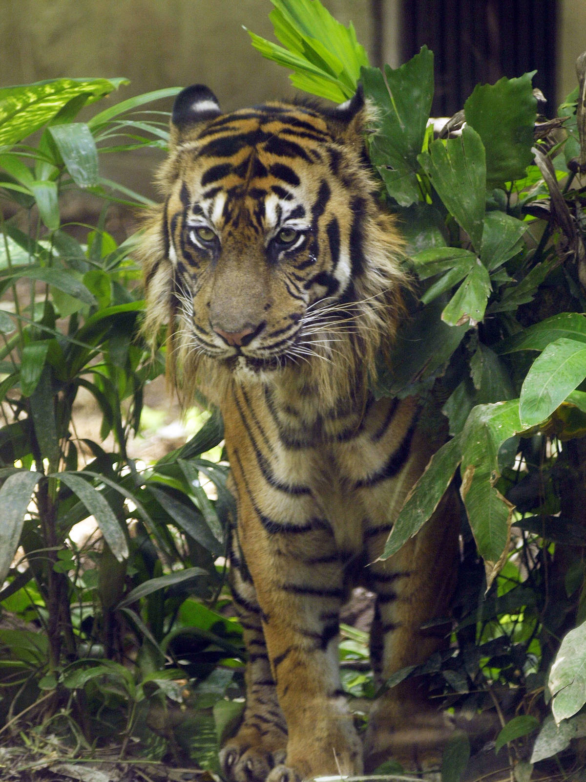 Sumatran tiger