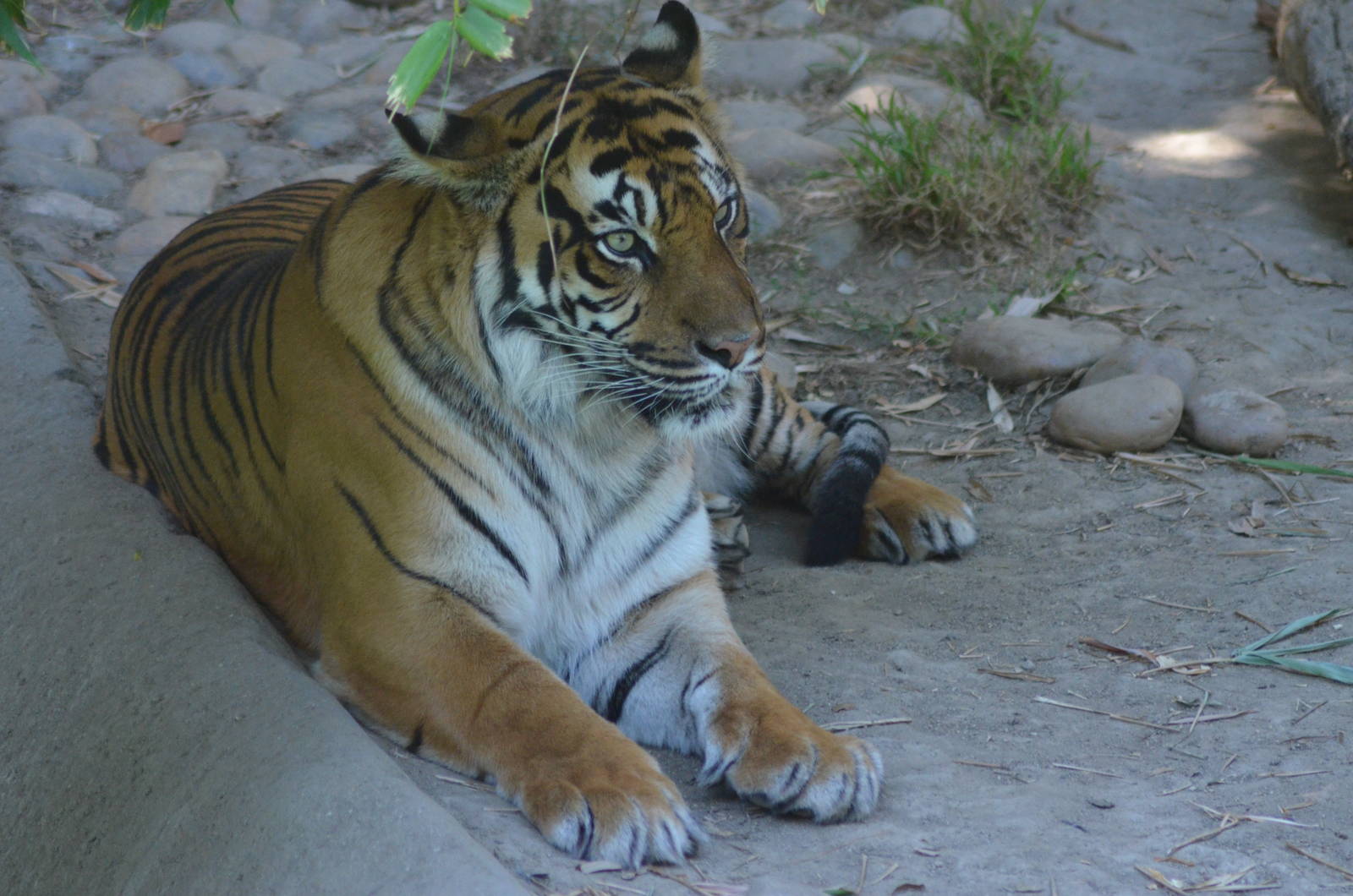 Sumatran Tiger