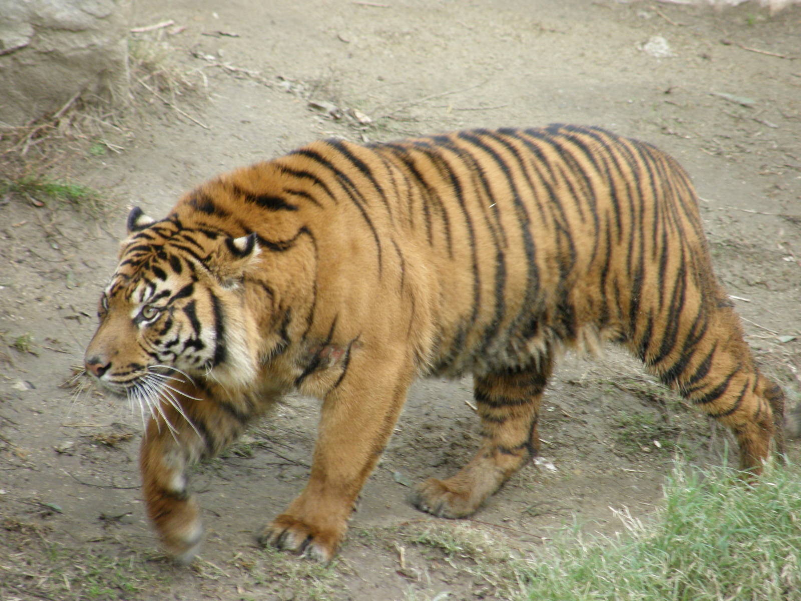 sumatran tiger