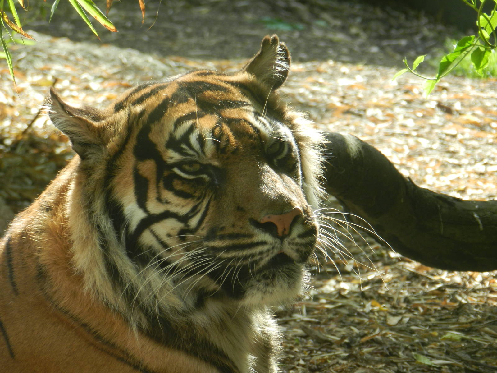 Sumatran Tiger