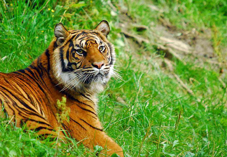 sumatran tiger
