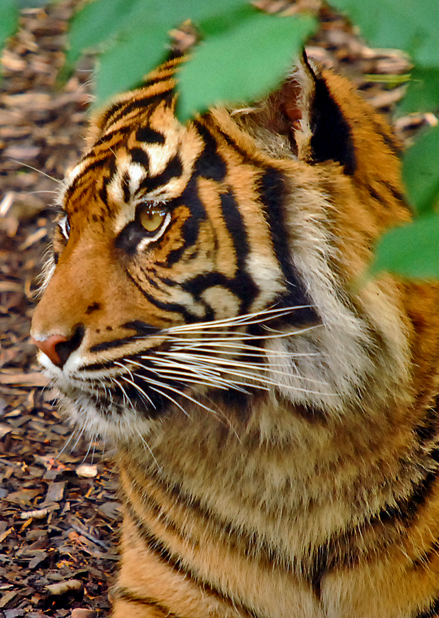 sumatran tiger