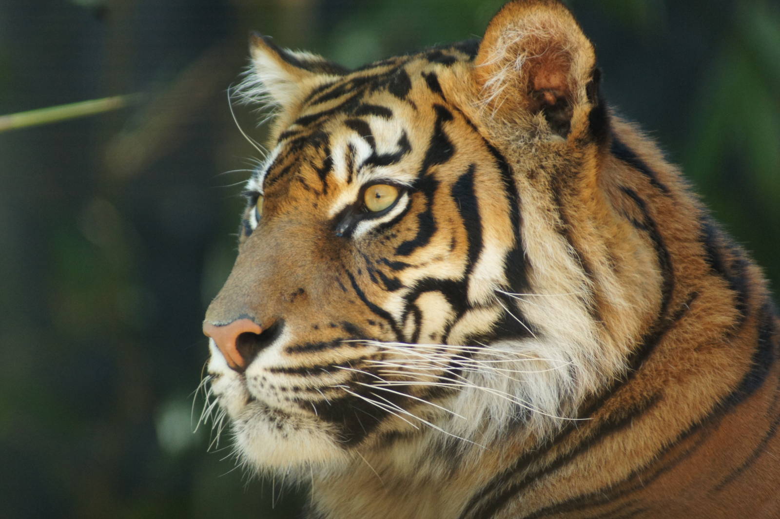 Sumatran Tiger
