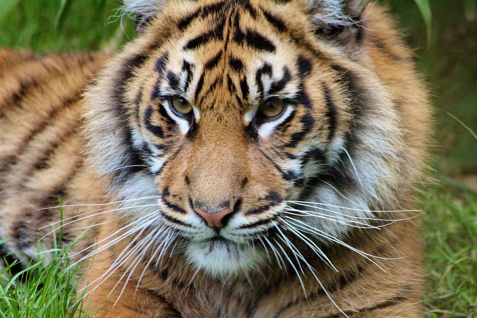 Sumatran Tiger