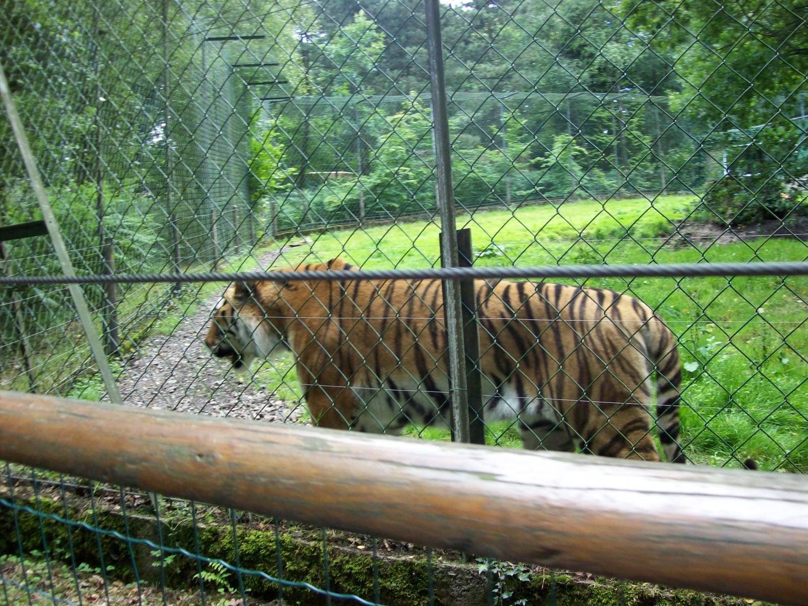 sumatran tiger