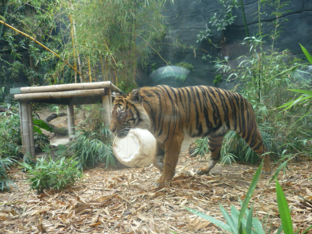 Sumatran Tiger