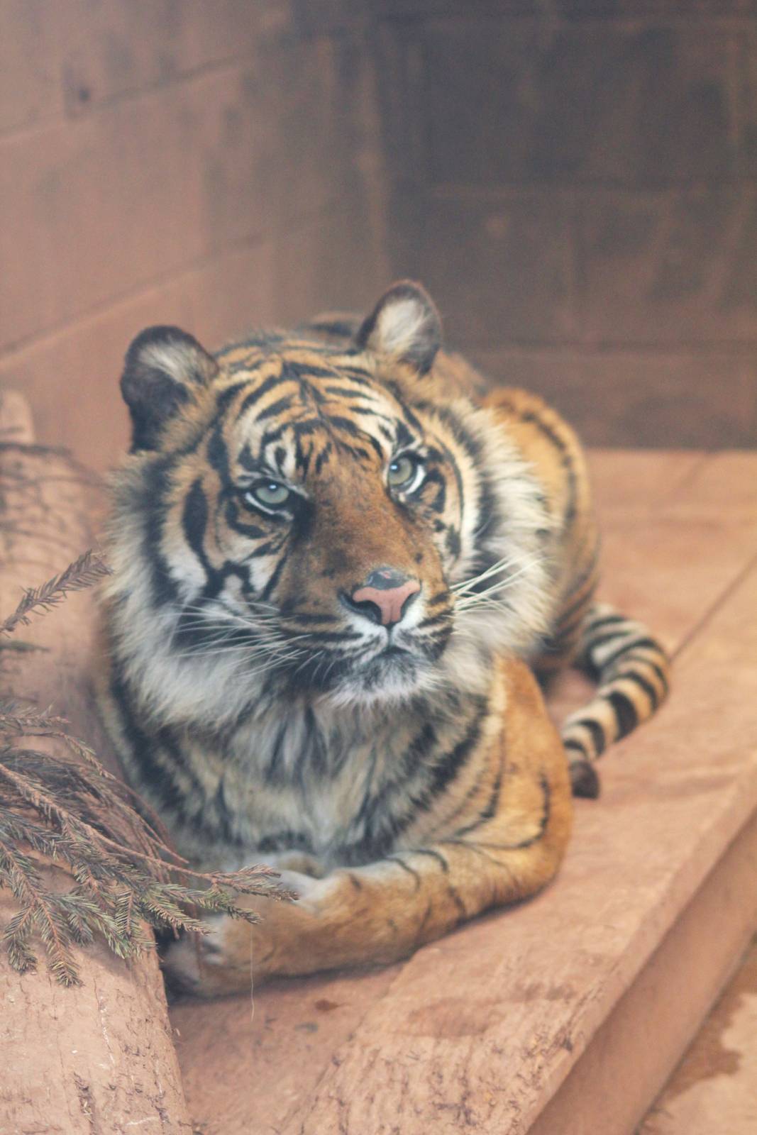 sumatran tiger